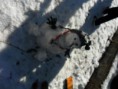 /album/campo-invernale/a380842-268127739917379-1261479908-n-jpg/